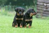 BEAUCERON - PUPPIES 371